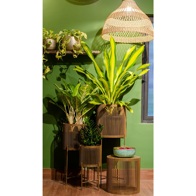 Tips to care for your houseplants this winter