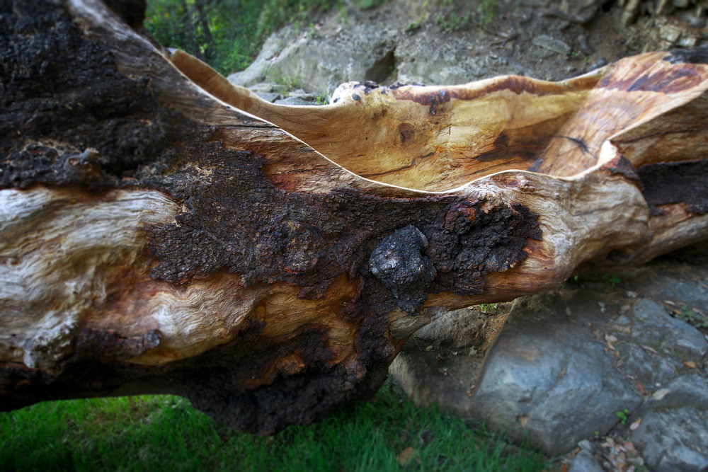 Forsoultree, artwork by Luca Gnizio in Fiesole, Italy