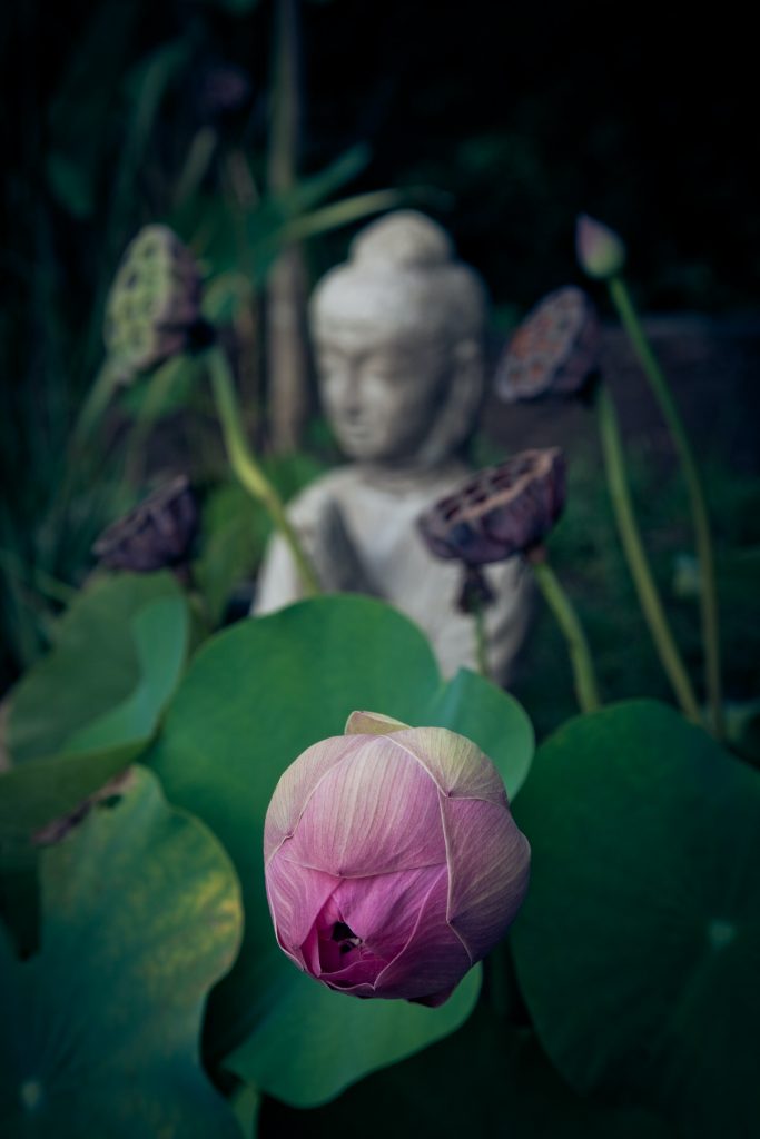 Lotus Longings: The Making of this ethereal motif