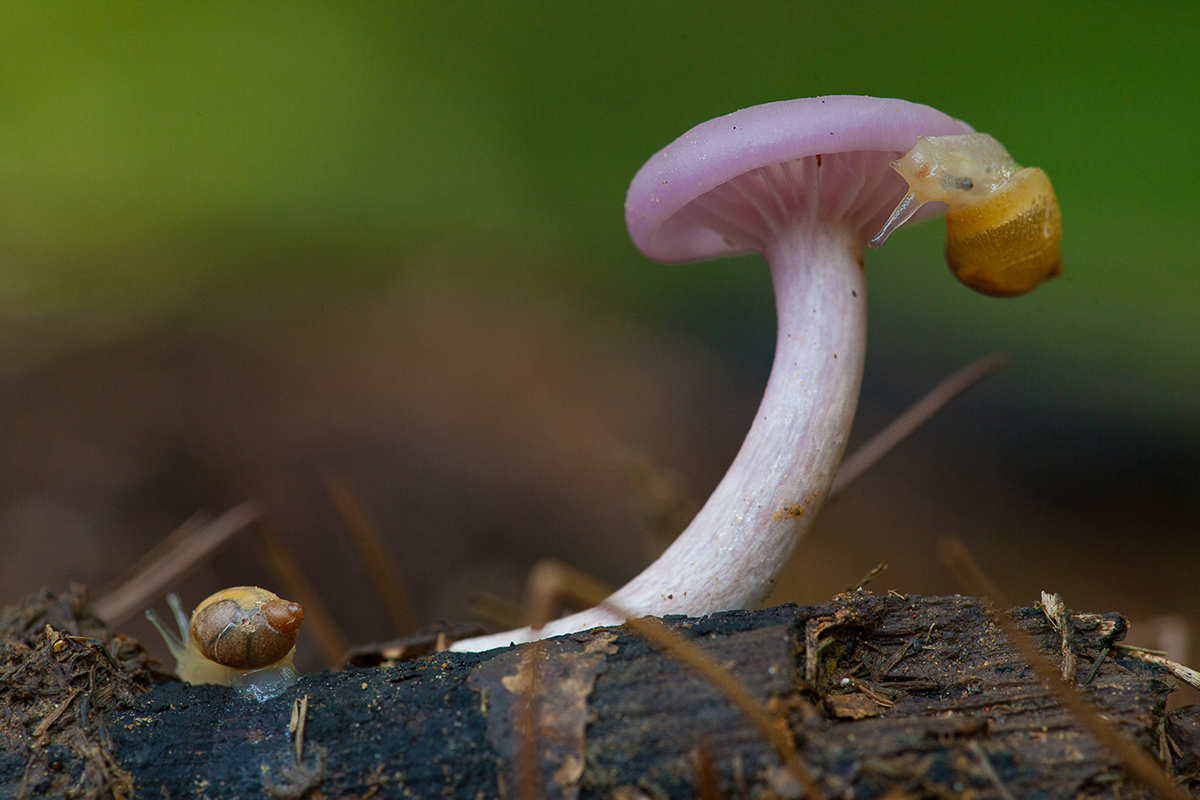 Snail Tails