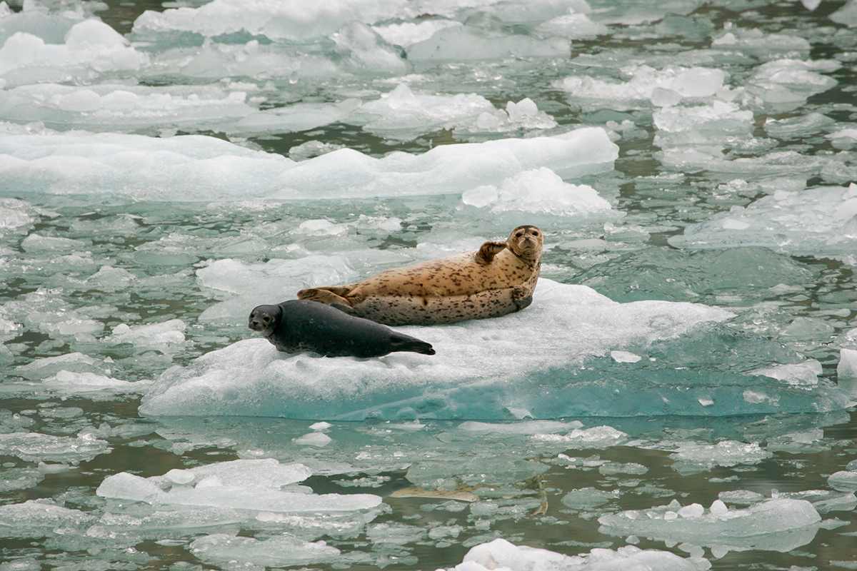 A Seal and her pup at the Sawyer Glaciers Alaska
