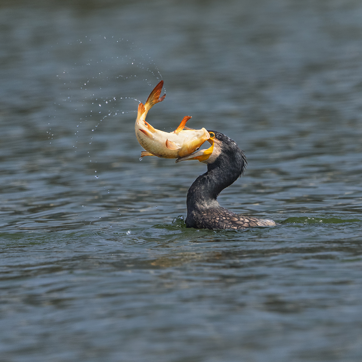 Birds of DLF 5 Gurgaon