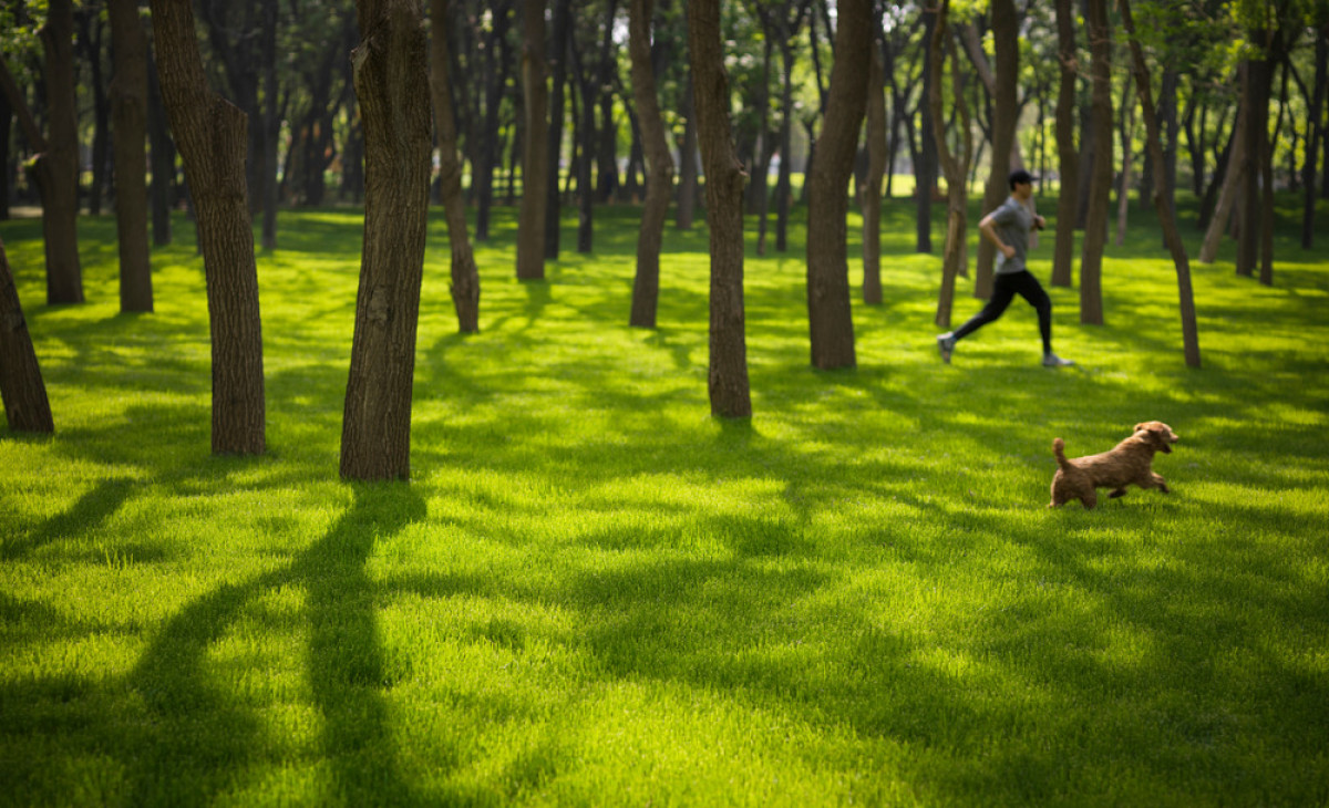 Serene forest provides a unique immersion into nature amidst the bustling capital city.