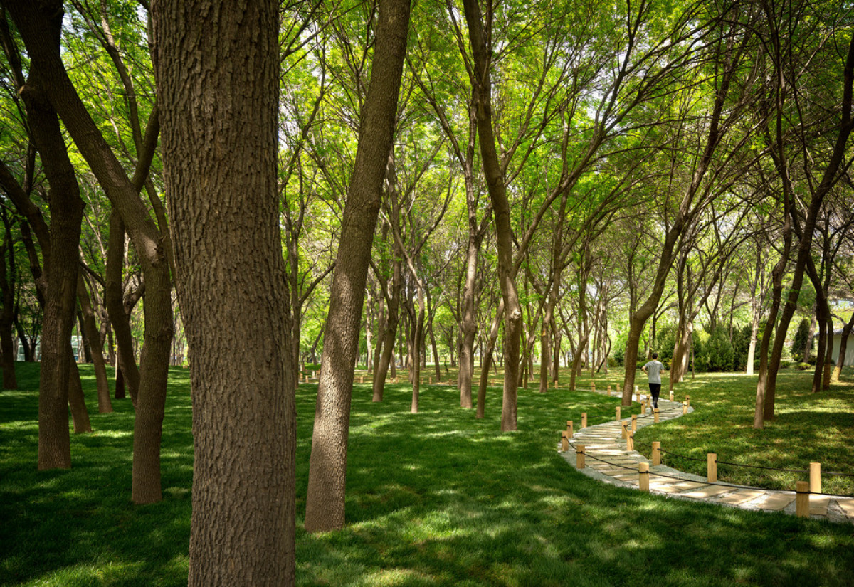 A stone stepped pathway meanders through the forest.