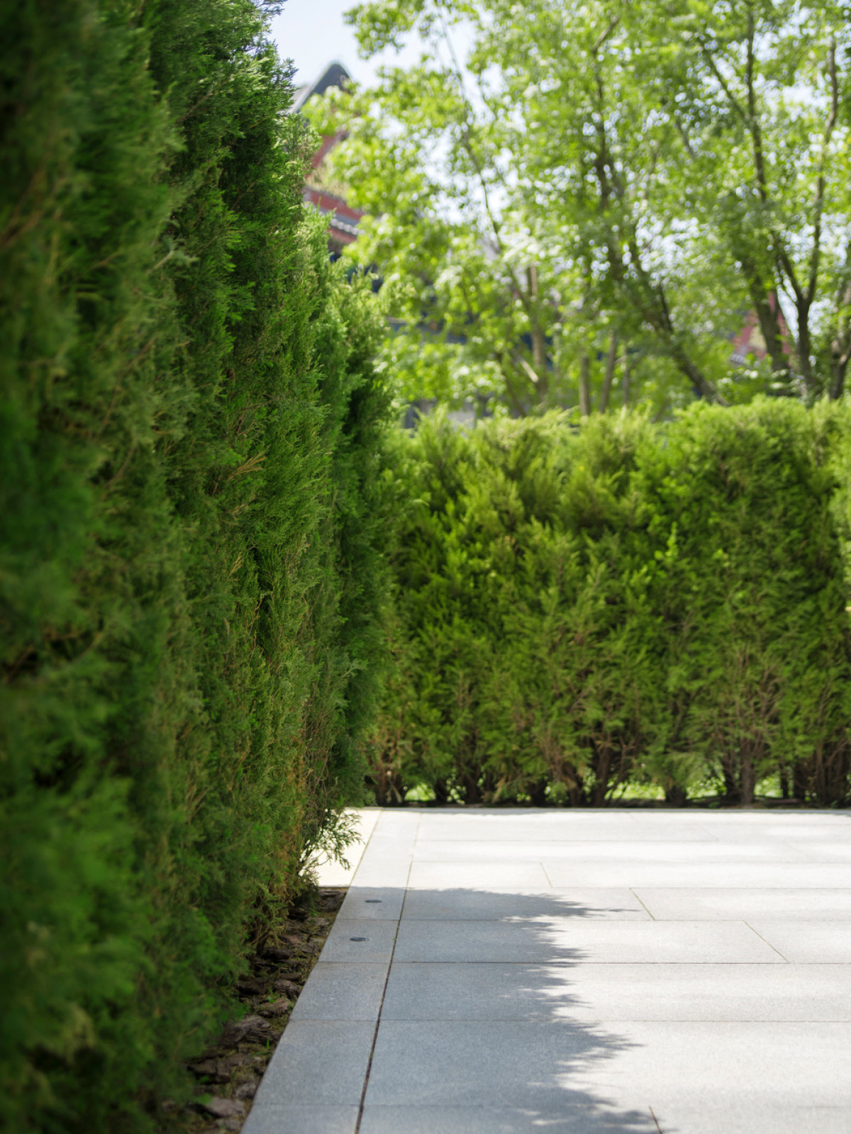 Hedge walls guide MAHA residents to their exclusive tower lobby entries. | Photo credit: LIN Banye