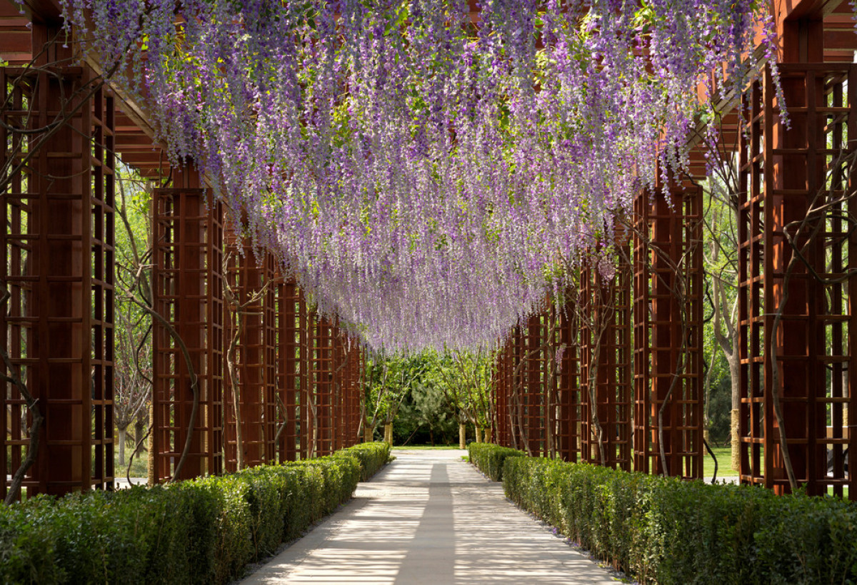 A wysteria-laden trellis leads from the MAHA residence to the plum blossom garden.  Photo credit: Jonathan Leijonhufvud
