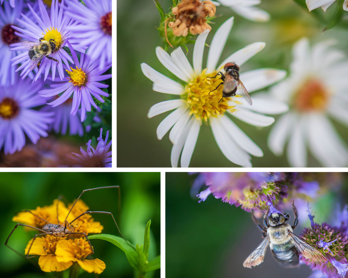 Today, the garden brims with life. Where the Pollinators Are, by Didier Design Studio Photo credit: Rob Cardillo